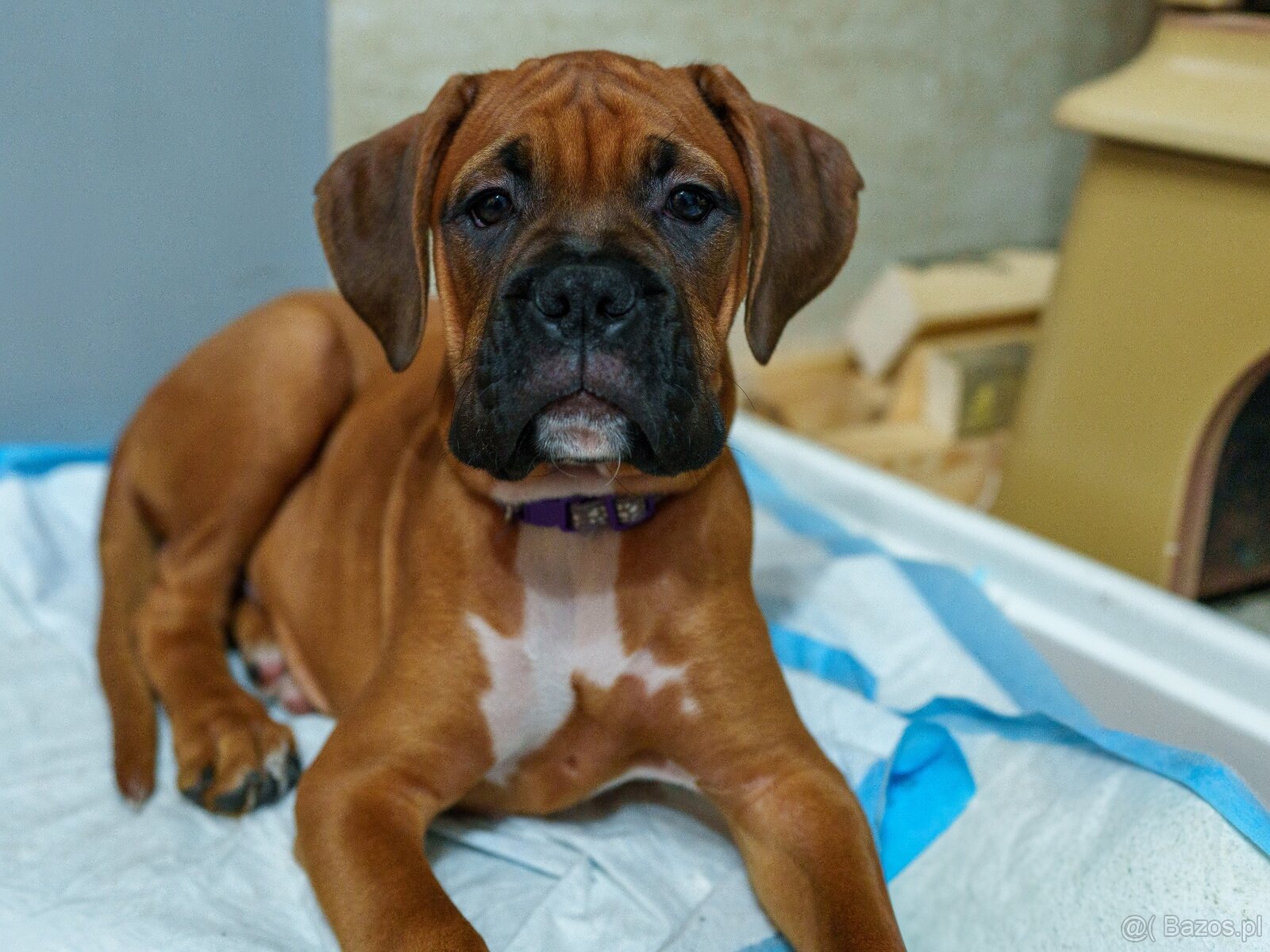 Bokser szczeniaki - 16