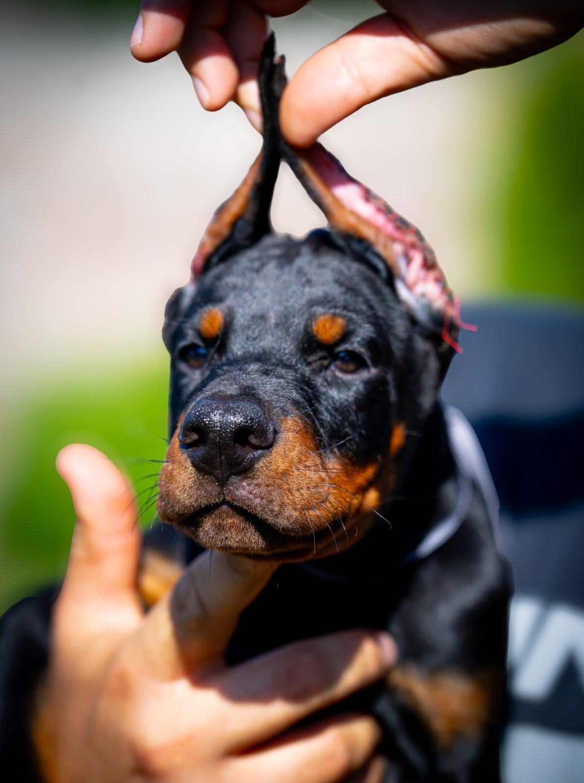 KUPIOWANE SZCZENIĘTA DOBERMANA Z RODOWODEM FCI - 16