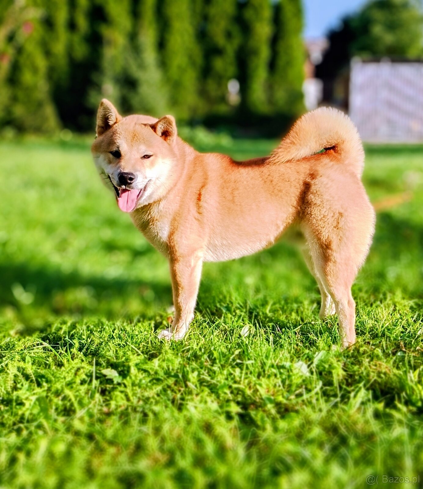 Shiba Inu, czerwony piesek - 16