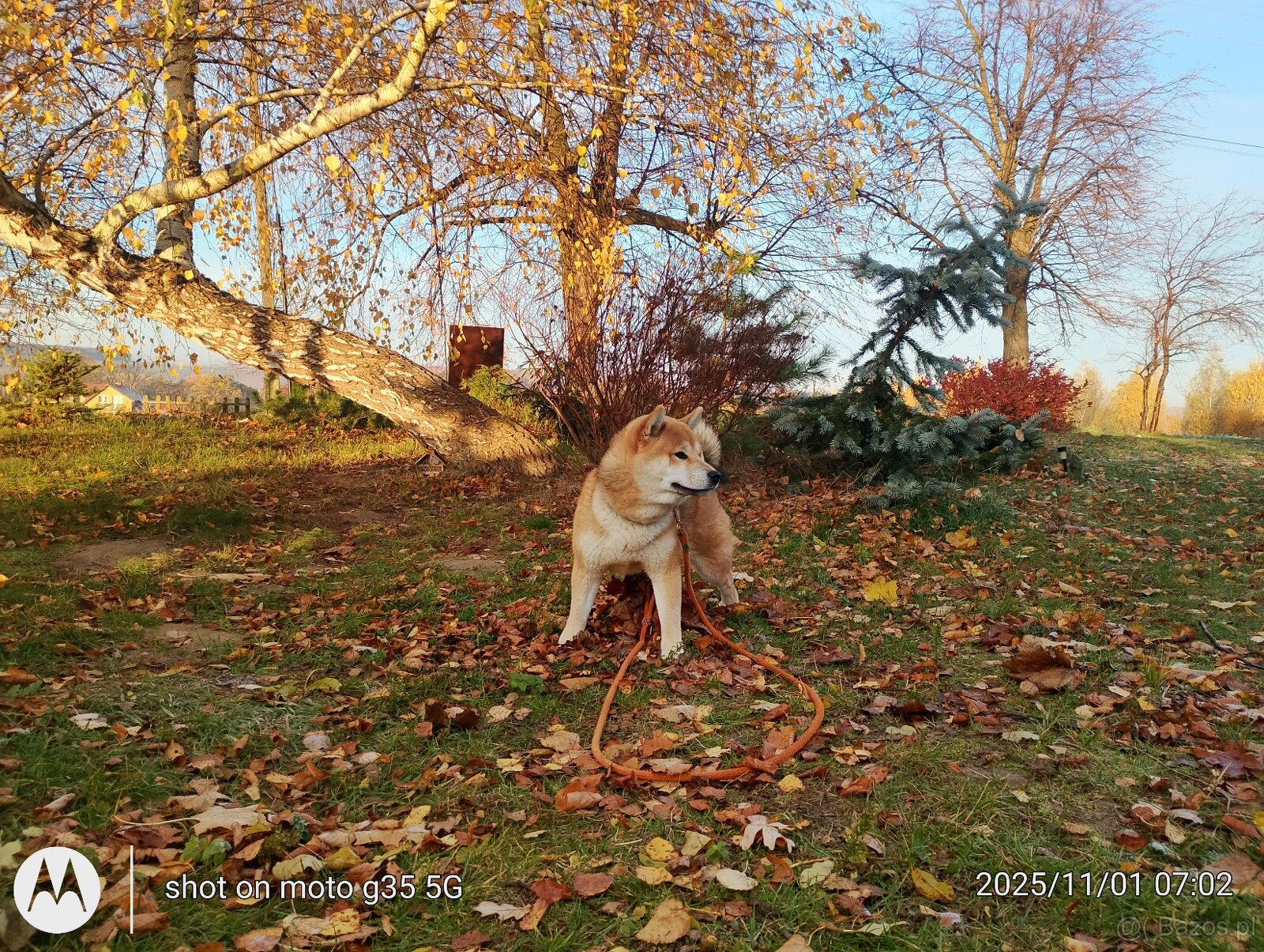 Shiba Inu - najstarszy w miocie czerwony piesek - 16