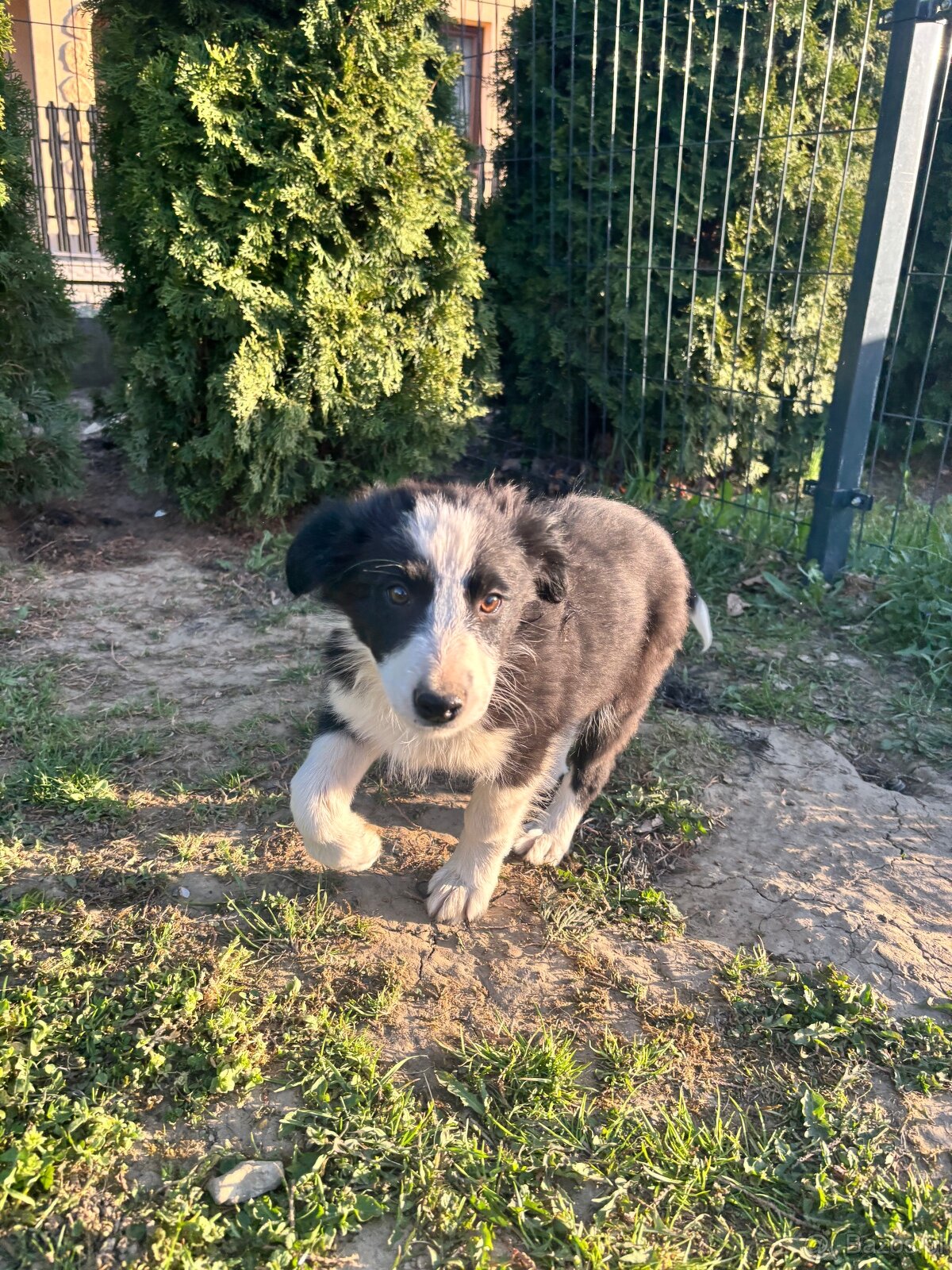 Piesek Border Collie - 16