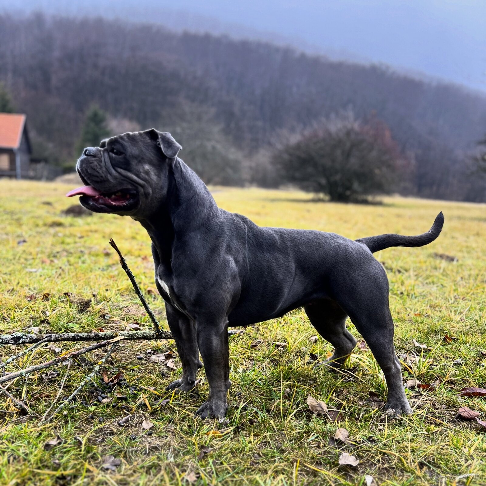 Buldog Staroangielsky - Old English Bulldog - 16