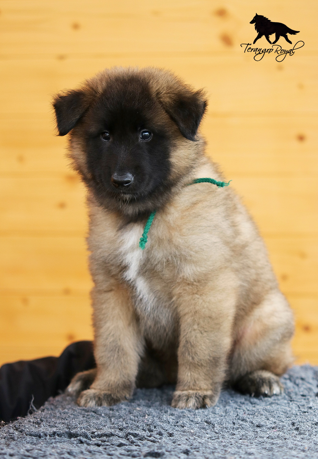 Owczarek belgijski Tervueren - szczenięta z rodowodem - 16