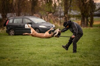 Owczarek belgijski z rodowodem FCI - 16