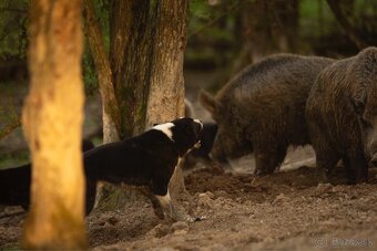 Szczenięta Karelski pies na niedźwiedzie z rodowodem FCI - 16
