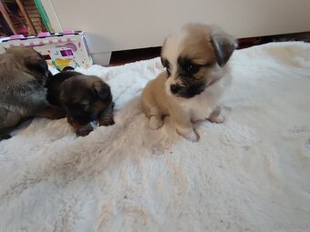 Śliczne suczki i pieski - 16
