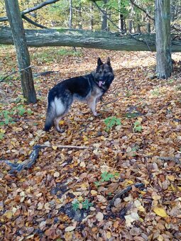 Suczka owczarek niemiecki długowłosy - 16