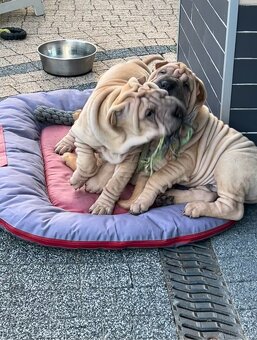 Hodowla rasy shar pei Red Folds przed. szczeniąt ur.22.06.20 - 16