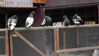 sprzedam gołębie - 16