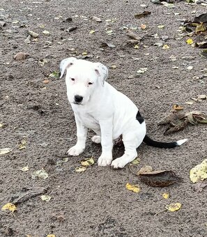 Masywne szczeniaki amstaff - 16