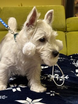 West Highland White terrier - 16