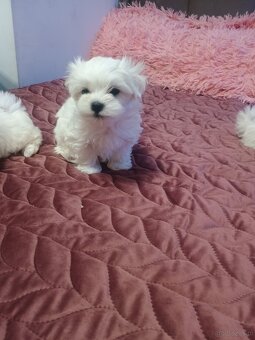 Maltańczyk Royal Maltese - 16