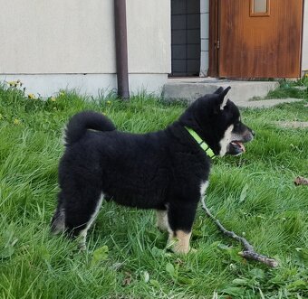 Shiba Inu + Nowy miot + Rezerwacja szczeniąt - 16