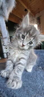 Kocięta bez ogonów Kurylski Bobtail - 16