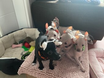 Peruwiański Pies bezwłosy - 16