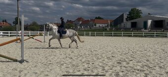 Kladruby Biały - 16