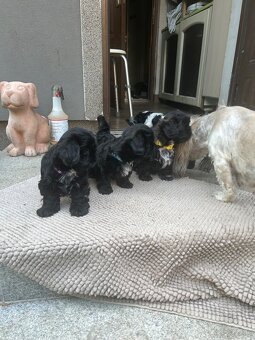 Shihtzu - 16