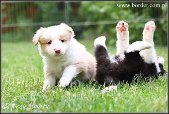 szczeniaki Border Collie psy suczki rodowód ZKwP FCI - 16
