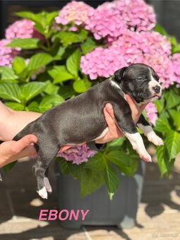 Amstaff - 16