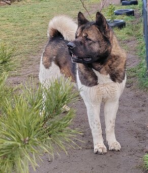 Akita - 16