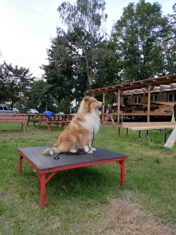 OWCZAREK SZKOCKI DŁUGOWŁOSY SUCZKA - 16