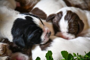 English Pointer - 16