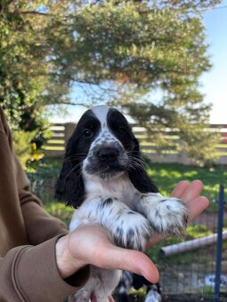 Cocker spaniel angielski - 16