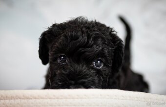 Szczeniak Kerry Blue Terrier - 16