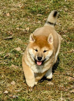 Shiba Inu, czerwony piesek mocno czernią przyprószony - 16
