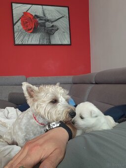 Szczenięta West Highland White Terrier - 16