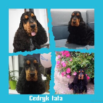 Cocker spaniel angielski - 16