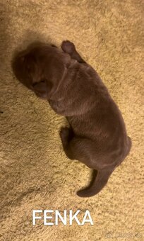 Szczeniaki Bandogi s rodokmenom VIP BANDOG KENNELS - 16