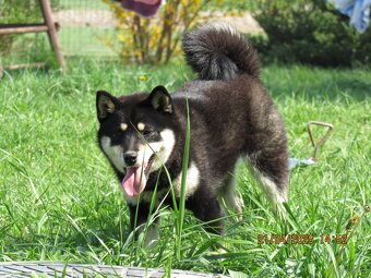 Shiba Inu, dwoje ośmiomiesięcznych szczeniąt - 16