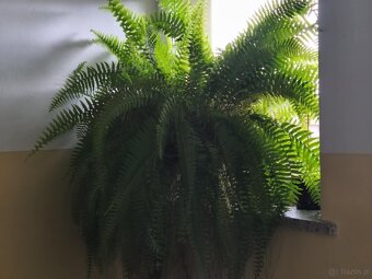 Dwupokojowe mieszkanie na Brandstaettera - 16