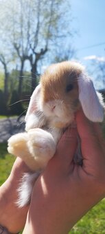 Królik miniaturowy mini lop seal point - 16