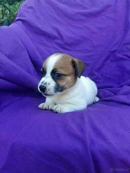 Jack Russell terrier JRT rodzice FCI - 16