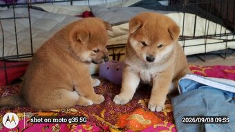 Dwoje szczeniąt Shiba Inu ur.07.08.2026r. - 16