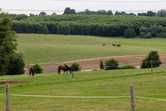 stajnie dla koni, źrebiąt i emerytów - 16