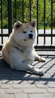 Akita Inu Akita japońska ZKWP FCI po Championie - 16