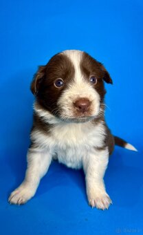 Szczeniaki border collie - 16
