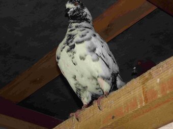 sprzedam gołębie - 16