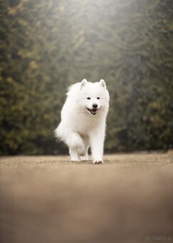 Samojed z FCI/PP – urodzone szczenięta z wyjątkowego skojarz - 16