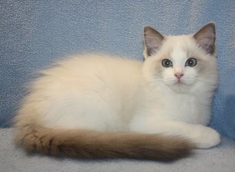 RAGDOLL koťátka: - 16