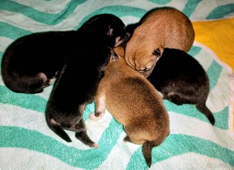 Shiba Inu + Nowy miot + Rezerwacja szczeniąt - 16