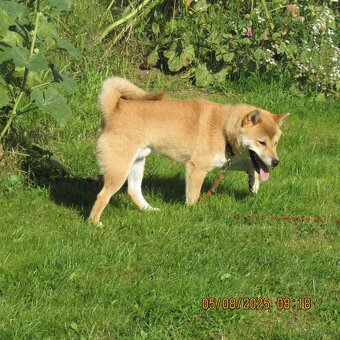Shiba Inu, czerwony piesek - 16