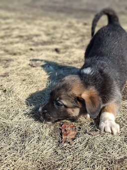 Oddam szczeniaczki za darmo - 16