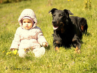 Beauceron - Owczarek francuski z rodowodem - 16