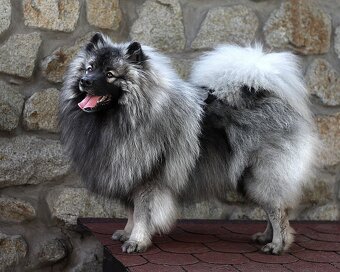 Wilczy szpic / Keeshond polecam rodowodowe szczenieta - 16