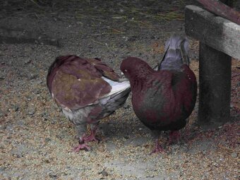 sprzedam gołębie - 16