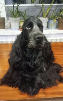 Cocker spaniel angielski - 16